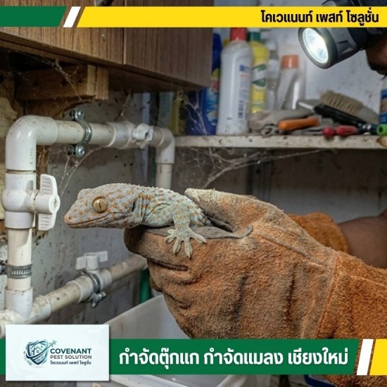 บริการกำจัดตุ๊กแก ไล่ตุ๊กแกถาวร เชียงใหม่