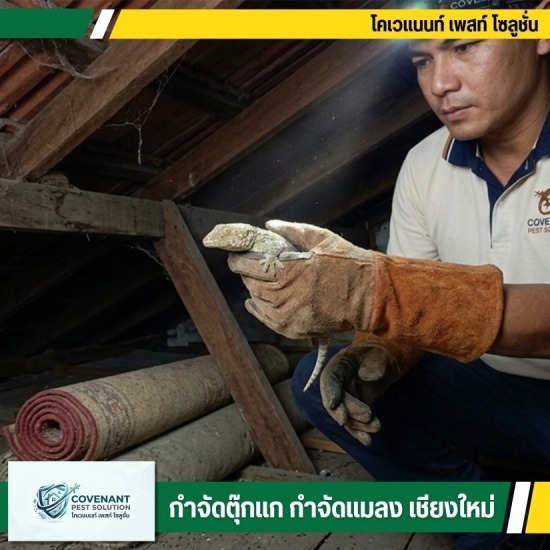 บริการจับตุ๊กแกถึงบ้าน โทรเรียกด่วน - กำจัดตุ๊กแก กำจัดปลวก เชียงใหม่