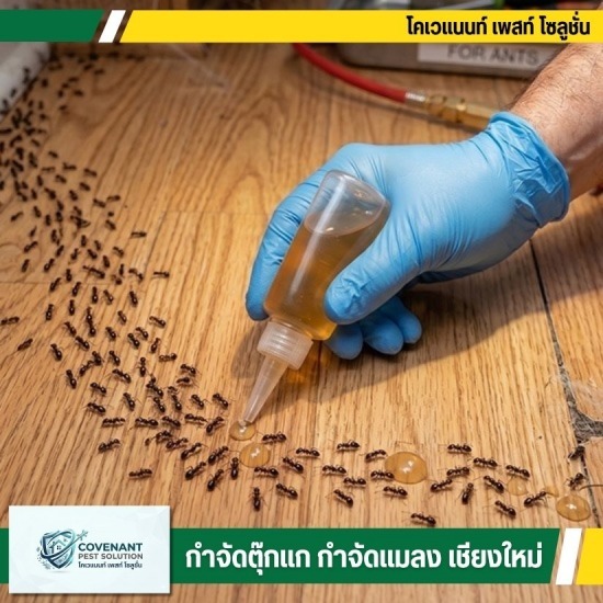 บริการรับกำจัดมด แมลงสาบ ไร้สารเคมี ครบวงจร - กำจัดตุ๊กแก กำจัดปลวก เชียงใหม่