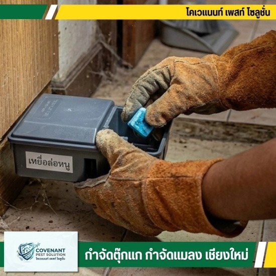 บริการรับไล่หนู กำจัดหนู ราคาประหยัด เชียงใหม่ - กำจัดตุ๊กแก กำจัดปลวก เชียงใหม่