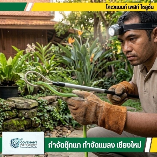 พบงูเข้าบ้าน เรียกคนจับงูด่วน เชียงใหม่ - กำจัดตุ๊กแก กำจัดปลวก เชียงใหม่
