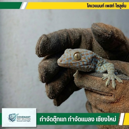 รับจับตุ๊กแก ไล่ตุ๊กแกโดยไม่ใช้สารเคมี - กำจัดตุ๊กแก กำจัดปลวก เชียงใหม่