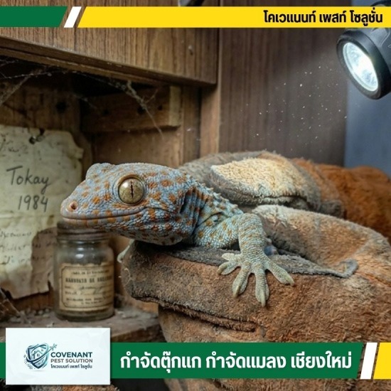 หาคนจับตุ๊กแก บริการรับจับตุ๊กแกในบ้าน ราคาพิเศษ